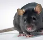Крысы на презентацию