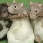 Три крысы подружки