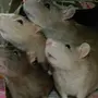 Три Крысы Подружки