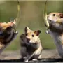 Три крысы подружки