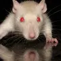 Злая Крыса