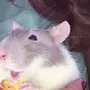 Крысы Домашние Ручные