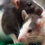 Крысы домашние ручные