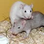 Крысы Домашние Ручные