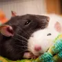 Крысы домашние ручные