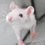 Крысы домашние милые