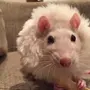 Крысы домашние милые