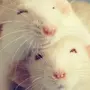 Крысы Домашние Милые