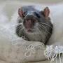 Крысы Домашние Милые