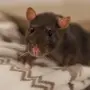 Домашняя Крыса