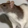 Домашняя крыса