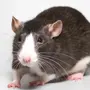Домашняя Крыса
