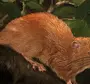 Рыжая крыса