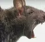 Страшная Крыса