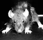 Страшная крыса