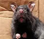 Страшная крыса