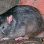 Крыса уличная