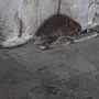 Крыса уличная