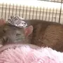Двух крыс в шапках