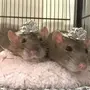 Двух крыс в шапках