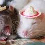 Двух крыс в обнимку в кепках
