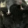 Двух крыс в обнимку в кепках