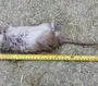 Самая большая крыса