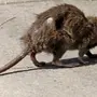 Самая большая крыса