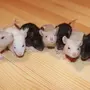 Крыса дамбо отзывы