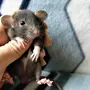 Крыса дамбо и обычная отличия