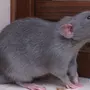 Крыса дамбо и обычная отличия