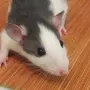 Крысы дамбо хаски