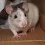 Крысы дамбо хаски