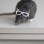 Крыса В Очках