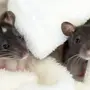 Парные крыс