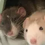 Парные крыс