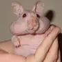 Голая крыса