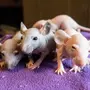 Голая крыса