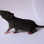 Сиамская крыса