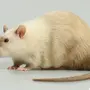 Сиамская крыса