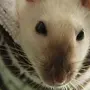 Сиамская Крыса
