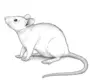 Крыса картинка нарисованная