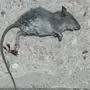Крыса дикая