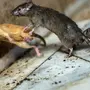 Крыса дикая