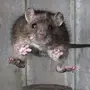 Смешные Крыс