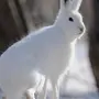 Заяц беляк зимой