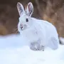 Заяц Беляк Зимой