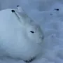 Заяц Беляк Зимой
