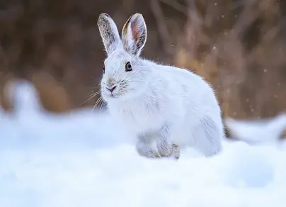 Заяц беляк зимой