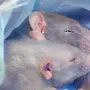 Крыс в обнимку